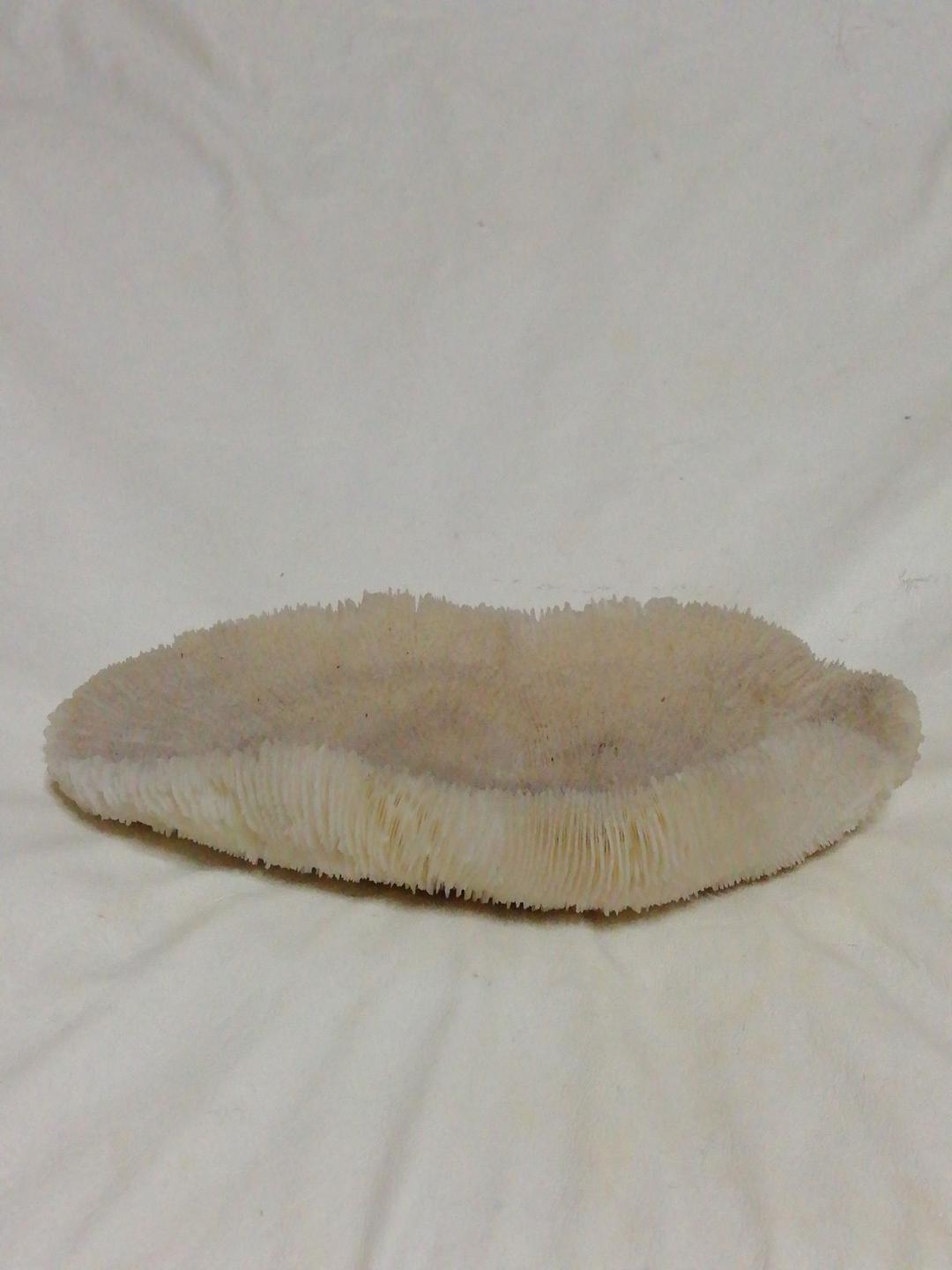 珊瑚(実珊瑚)