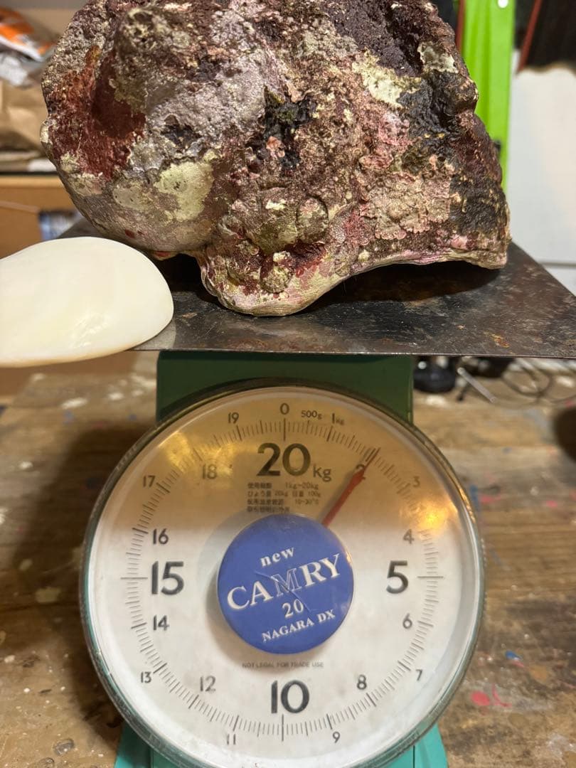 ⭐️特大夜光貝⭐️貝殻　約1.8kg ハンドメイド素材、置物等