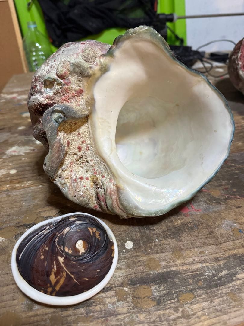 ⭐️特大夜光貝⭐️貝殻　約1.8kg ハンドメイド素材、置物等