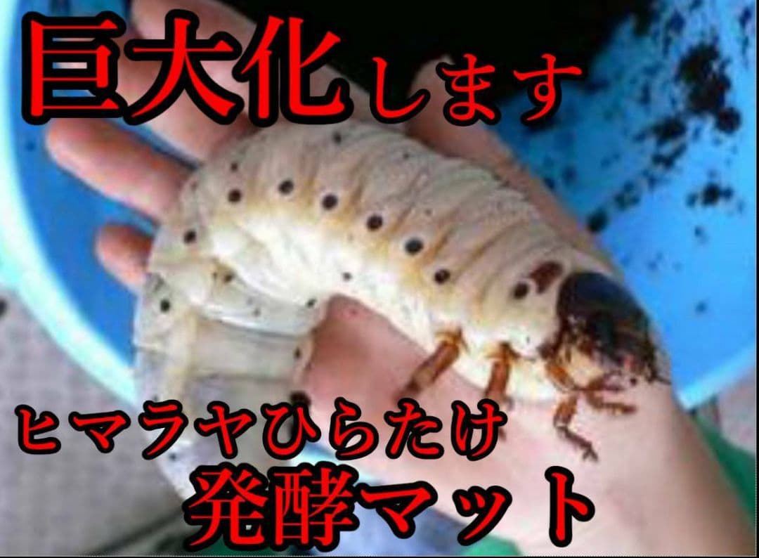 幼虫が巨大化！ヒマラヤひらたけ発酵カブトムシマット☆100リットル　産卵にも抜群