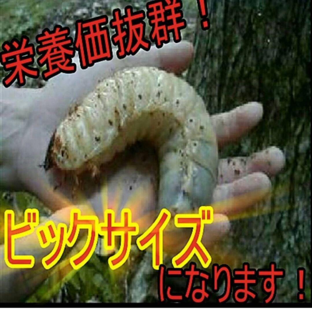 幼虫が巨大化！ヒマラヤひらたけ発酵カブトムシマット☆100リットル　産卵にも抜群