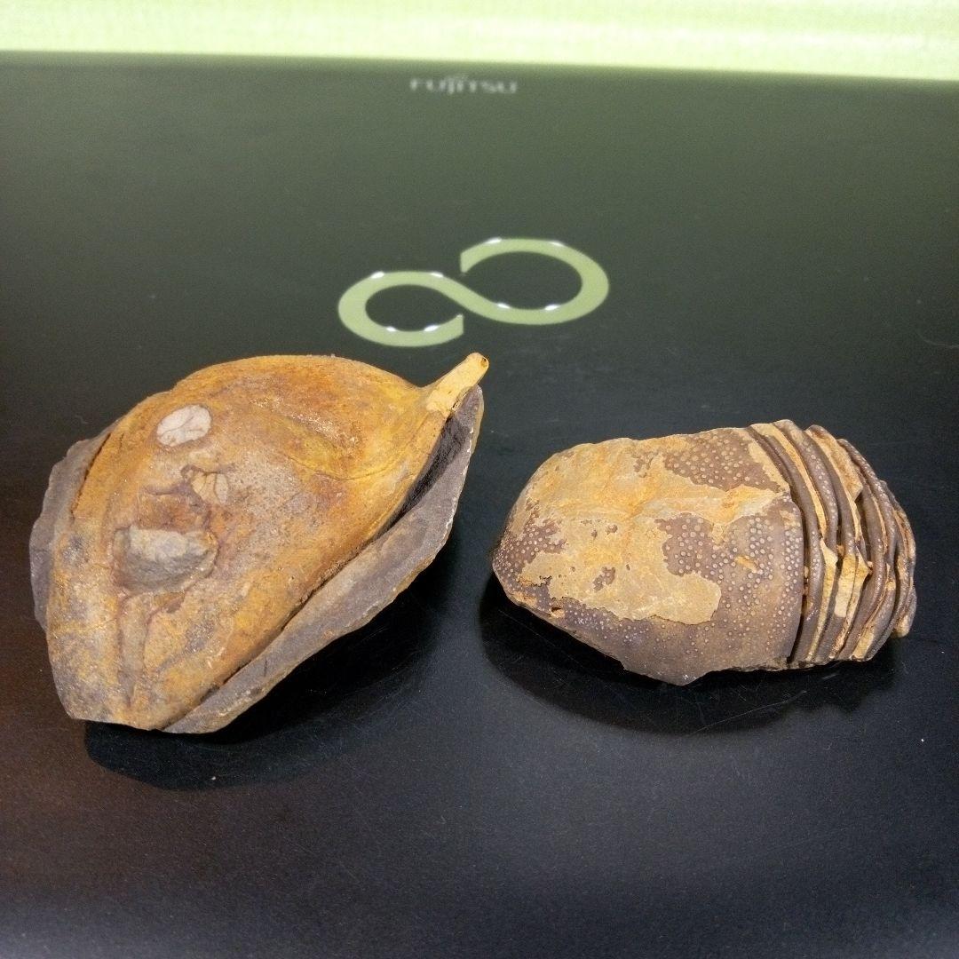 三葉虫　化石　fossil　ボリビア産　レア　Fossil識別⑦　２個セット