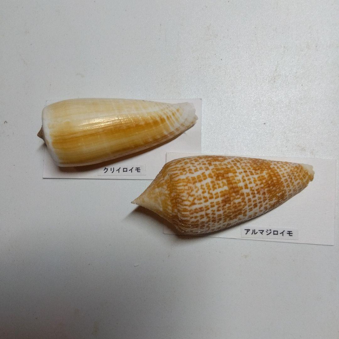 貝の標本