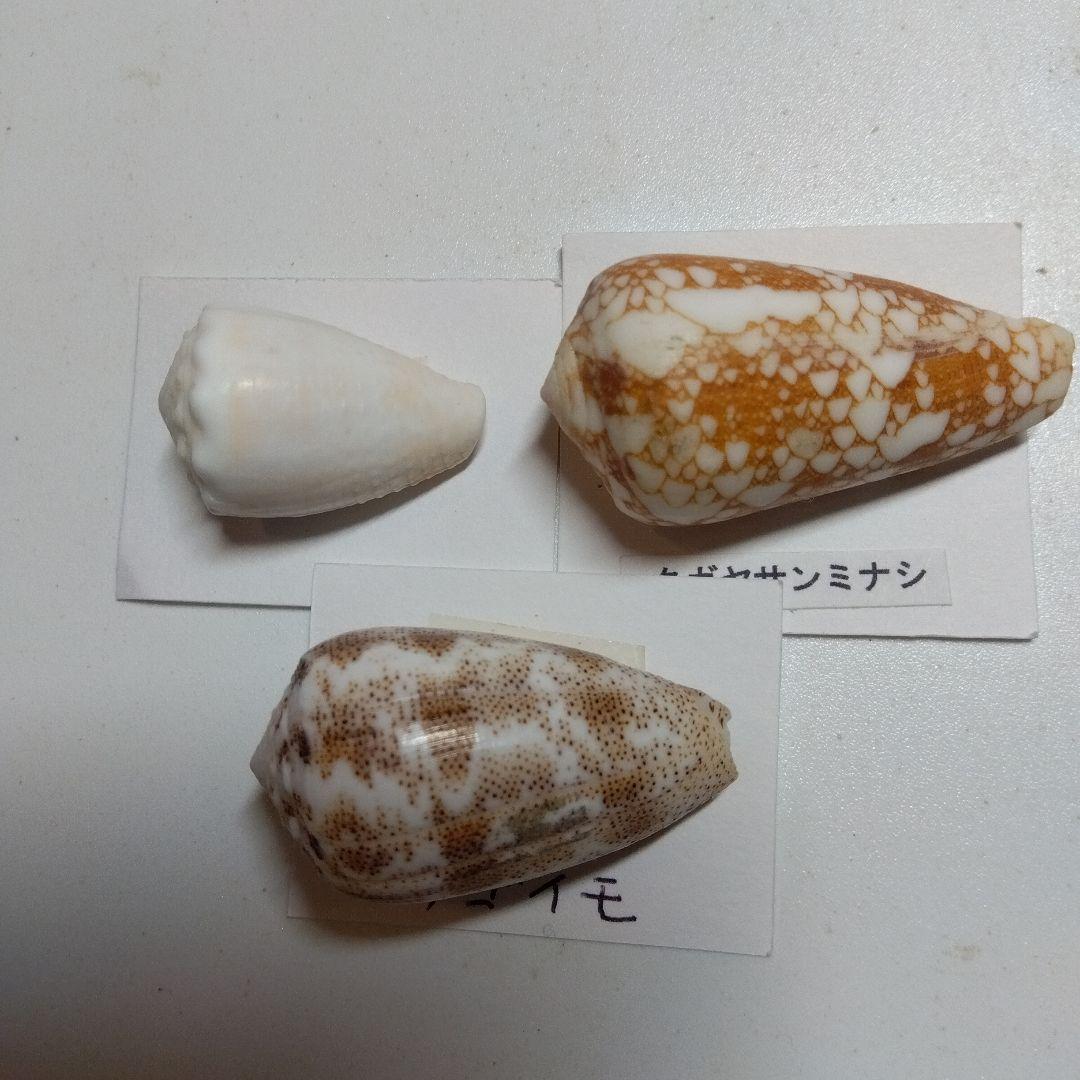 貝の標本