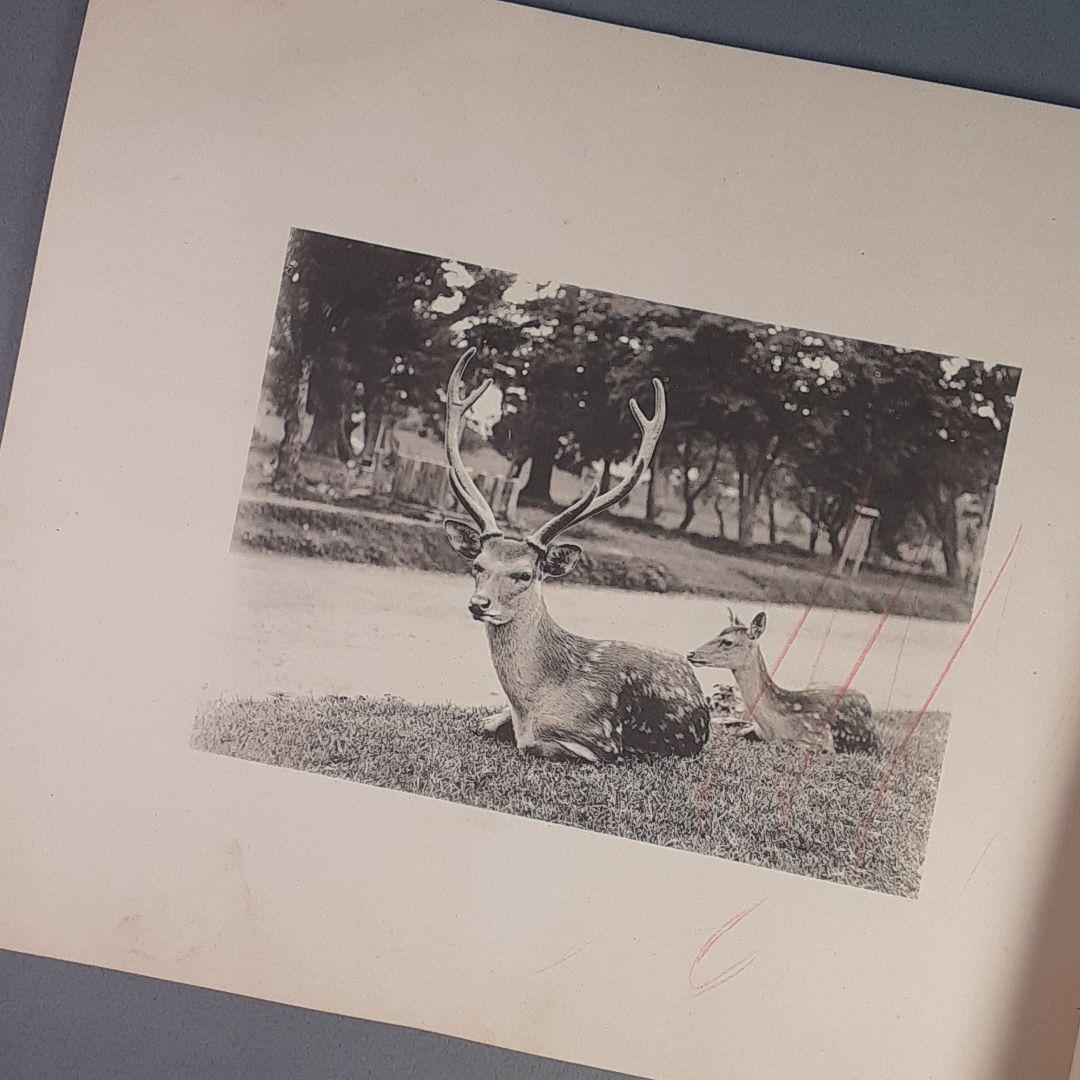 写真鹿帖..カメラ目線な122年前の鹿たちの写真集