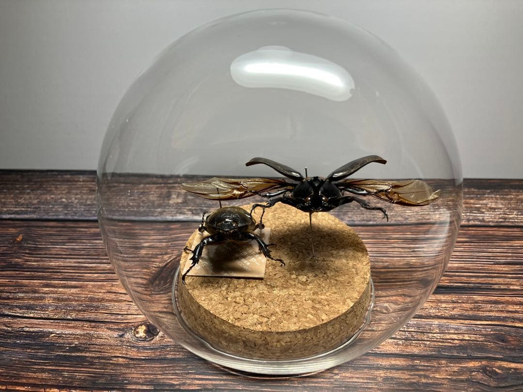 【Glass Beetle｜ヤマトカブトムシ飛翔＆固定標本 ペアGB-008】